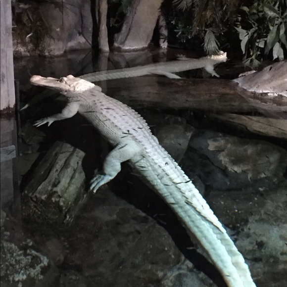 Meet your Posher, O - Picture 1 of 1